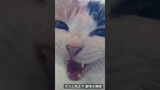 オス三毛王子様猫、クセのすごい新年の挨拶 #猫 #cat #ねこ #cute #animal #オス三毛猫 #shorts