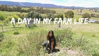 【Working Exchange Vlog】A Day in My Farm Life 澳洲農場打工換宿的一天