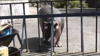 2013年7月18日　旭山動物園　カバ　百吉５