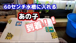 60センチ水槽に入れるあの子達が到着！