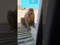 angry monkey dangerous monkey funny voice shorts