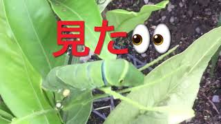 【アゲハ蝶の幼虫発見！／前編】食欲旺盛でせっせとみかんの葉を食べています。