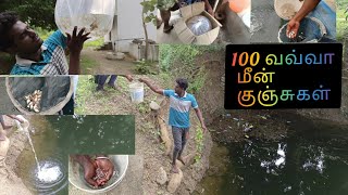 கிணற்றிள் 100 வவ்வா வளர்ப்பு மீன் குஞ்சுகள் 🐠🐟/vavva meen valarpu #fish #fishfarm #pannaiveedu #meen