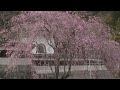 【岐阜県郡上市】和良町 念興寺の桜