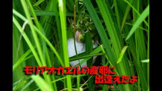 モリアオガエルの産卵動画