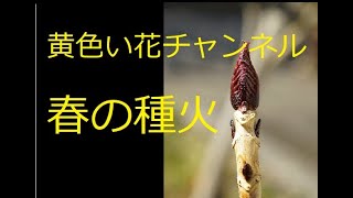 黄色い花チャンネル　春の種火