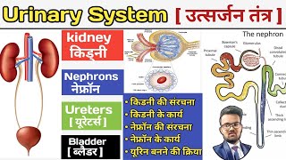 Urinary System in hindi | उत्सर्जन तंत्र | Excretory System In Hindi | kidney | Nephrons | Bladder