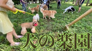 多頭飼いのお散歩が最高な理由ww　子犬のしつけと社会化は公園がベスト! 【アメリカンコッカースパニエルとトイプードル】American Cocker Spaniel  Toy Poodle