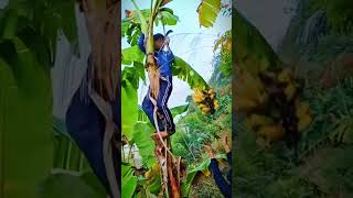 Unique way for farmers to harvest bananas from trees #shorts