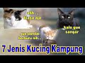 7 Jenis Kucing Kampung