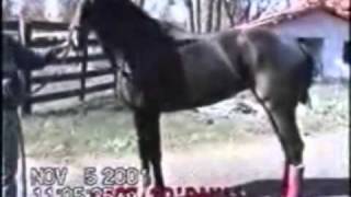 Healing Major Wounds and Injuries In Horses
