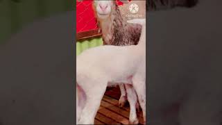 short # ডরপার বেড়া #goat #boer #beautiful #viral #ছাগলের #ছাগলের #top #অস্ট্রেলিয়ান #দুম্বার #ছাগল