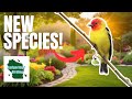 How to Attract RARE Birds to YOUR Backyard!