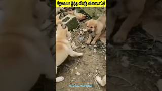 🤯தேவையா இந்த விபரீத விளையாட்டு ?...😱 #comedy #shorts #trending #animals #shortsfeed  #viral #tamil