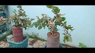 gl ae 1 cặp vũ nữ chân dài .bonsai nghệ thuật  .0935633236