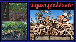 ដំឡូងពូជ81ល្អម៉ែនអត់? - Is RY72 variety good? - 28 July 2023