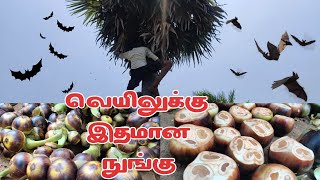 சுட்டெரிக்கும் வெயிலில் நுங்கு வெட்ட கிளம்பிட்டோம்| வெயிலுக்கு இதமான நுங்கு  🌴🌴 | Vijay's Log