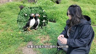 欧洲小众旅行｜爱尔兰海鹦Puffin呆萌可爱好治愈啊！