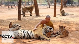 Thailand's Tiger Temple wins case to keep 150 tigers