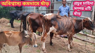 অবিশ্বাস্য কমদামে প্রচুর চাহিদা সম্পন্ন ৫টি ষাঁড় গরুর প্যাকেজ!! অল্পদামে ভালো মানের ষাঁড়