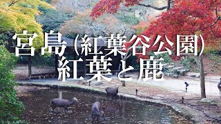 【癒し系】宮島(紅葉谷公園)の紅葉が見頃だった!