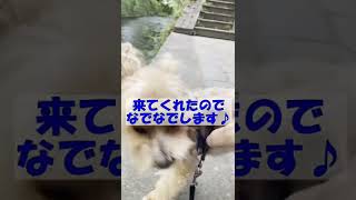 とある真夏の日、お散歩は暑い🥵犬（チワプー）に構ってもらえないパパです😅wwwww