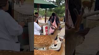 short Video Nara Deer Park Japan mini vlog #japanpark #japan