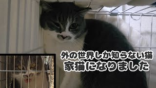 外で生き抜いてきた猫を人に慣らすのは大変です。でも、その先にあるものは… | 保護貓 | Gato protetor | Adorable Cats Protection