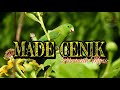 Instrumen Musik Bali - MADE CENIK || Relaxation Traditional Music