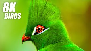 Wild Birds Special Collection 8K VIDEO ULTRA HD HDR 60FPS