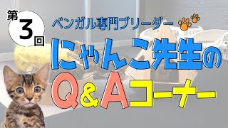 第三回チキチキにゃんこ先生Q＆A　にゃんこ先生は、本当ににゃんこの先生なのか？？？検証動画です笑笑