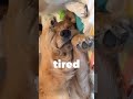 寝ている犬の鼻にオヤツを近付けると...all day tired