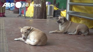 G20首脳会議前に野良犬「捕獲・隔離」作戦中止に インド首都（2023年8月撮影）