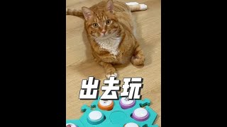 就是说不该出去玩的吧…#萌宠日常记录 #猫咪的迷惑行为