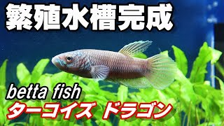 【ベタの繁殖】水草ﾍﾞｰｽの繁殖水槽完成！ﾀｰｺｲｽﾞﾄﾞﾗｺﾞﾝ　season5－8【bettafish】