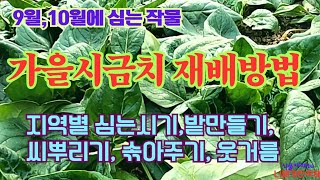 가을시금치 재배방법//씨뿌리기부터 수확까지//