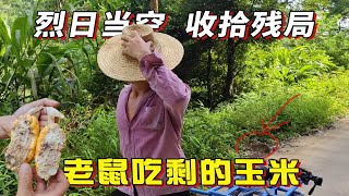 玉米成熟了到地里掰玉米，看到这样的玉米，瞬间恨得咬牙切齿