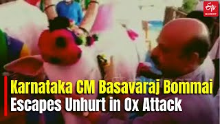 Karnataka CM Basavaraj Bommai Escapes Unhurt in Ox Attack | Bantanur in Talikote | Karnataka