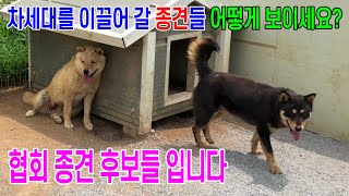 [이무학의토종개이야기] 저희 협회 종견 후보 입니다 여러분들께선 어떻게 보이시나요? 좋아 보이면 \