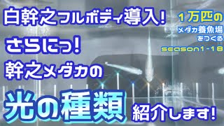 【メダカ】1万匹のメダカ養魚場をつくるseason1-18白幹之フルボディ導入！さらにっ！幹之メダカの光について説明します！