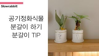 공기정화식물 문샤인 산세베리아 분갈이 TIP