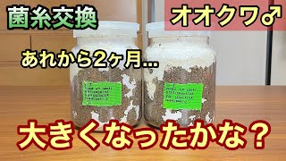 2ヶ月で喰い上がった！【オオクワガタ】幼虫の菌糸交換