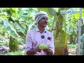 banana farming అరటి కిలో 20 ధర వచ్చినా గెలకి 500 రాబడి కావేరి కల్కి short వెరైటీ. sasyasyamalam