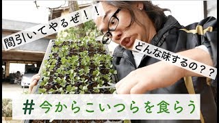 【自給自足への道】芽キャベツの剪定方法【ついでに食べる】