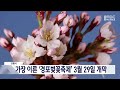 가장 이른 벚꽃축제 강릉 경포벚꽃축제 개막 3월 29일로 당겨 개최 20240312