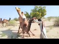 two camels camel love meet time jump very interesting seen of two camels in desert camel by thar