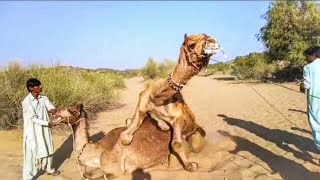 Two Camels | Camel Love Meet Time Jump Very Interesting Seen Of Two Camels in Desert|Camel by Thar