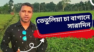 তেতুলিয়া চা বাগান, পঞ্চগড় - Bangladesh Tea garden |➤ Just Go Travel Happily