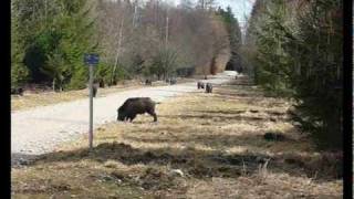 Wildschweine im Forstenrieder Park