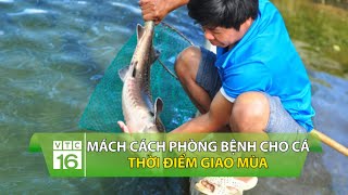 Mách cách phòng bệnh cho cá thời điểm giao mùa | VTC16